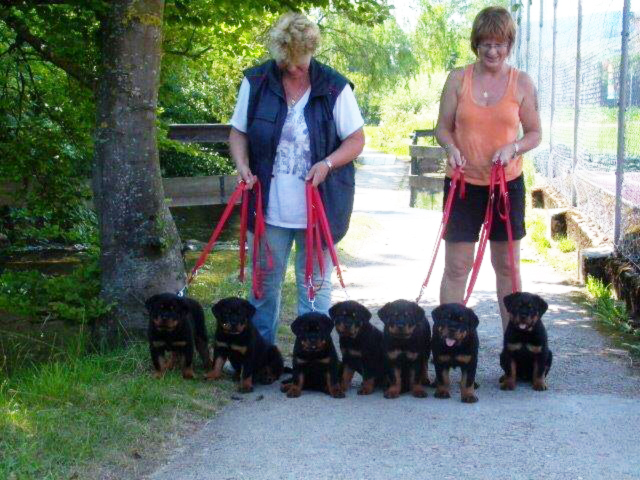 Diamond, Darac, Dixie, Dalou, Darcy, Darja und D'Oro