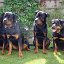 001_rotweilergruppe_gross